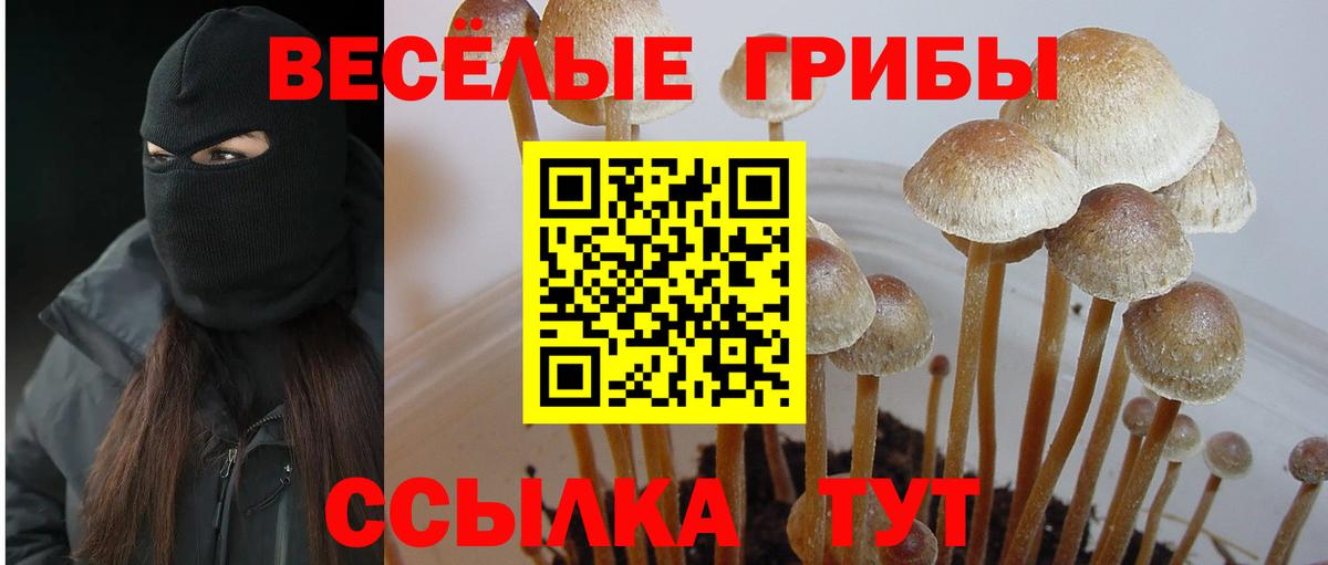 Псилоцибиновые грибы мухоморы  Вход с VPN  цены   Волгоград  Галлюциногенные грибы Psilocybine cubensis 